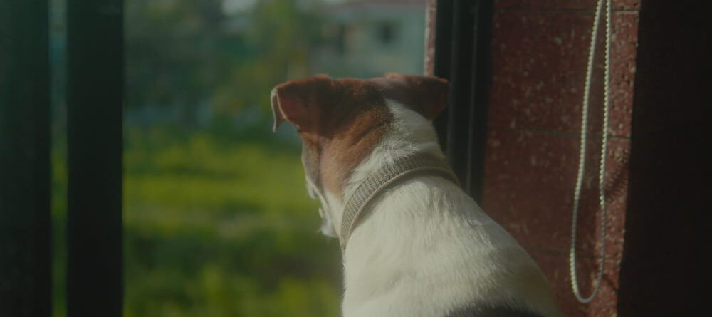 Window Film for Reactive Dogs