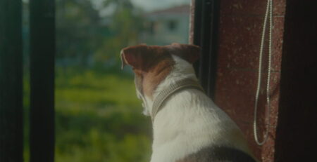 Window Film for Reactive Dogs