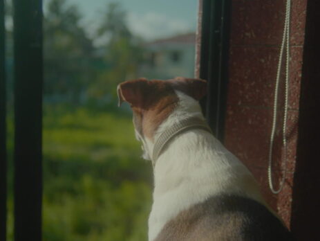 Window Film for Reactive Dogs