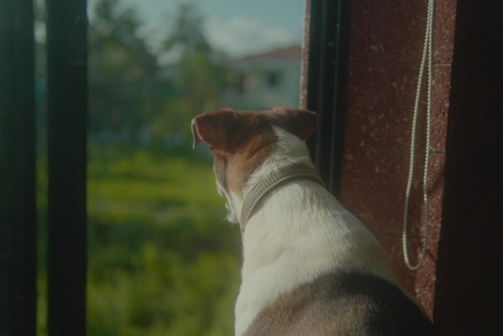Home 1 Window Film for Reactive Dogs